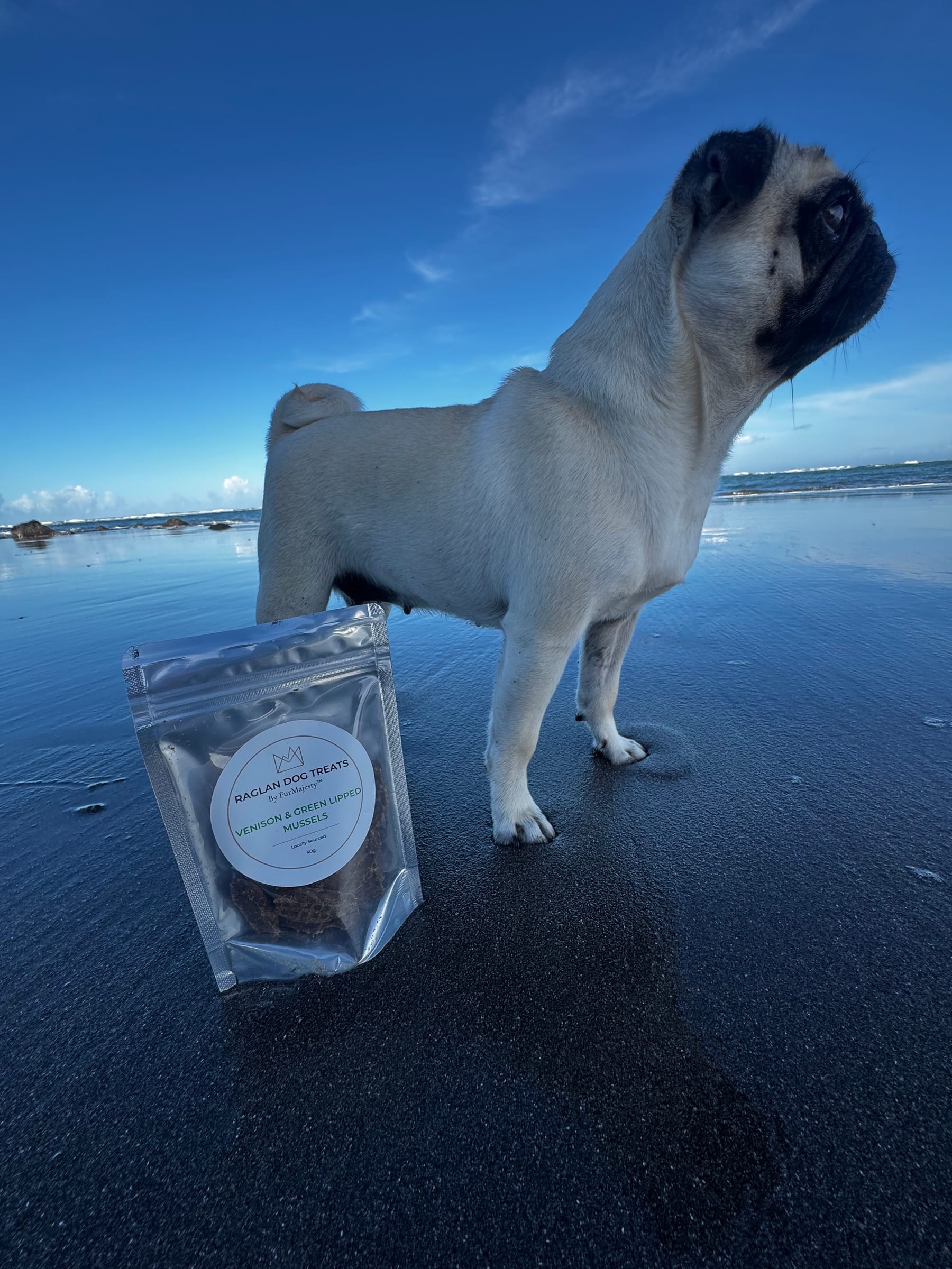 Sassy the pug on the black sand at Raglan beach, New Zealand, beside a FurMajesty treat pack