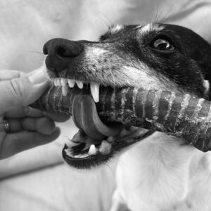 Venison Trachea