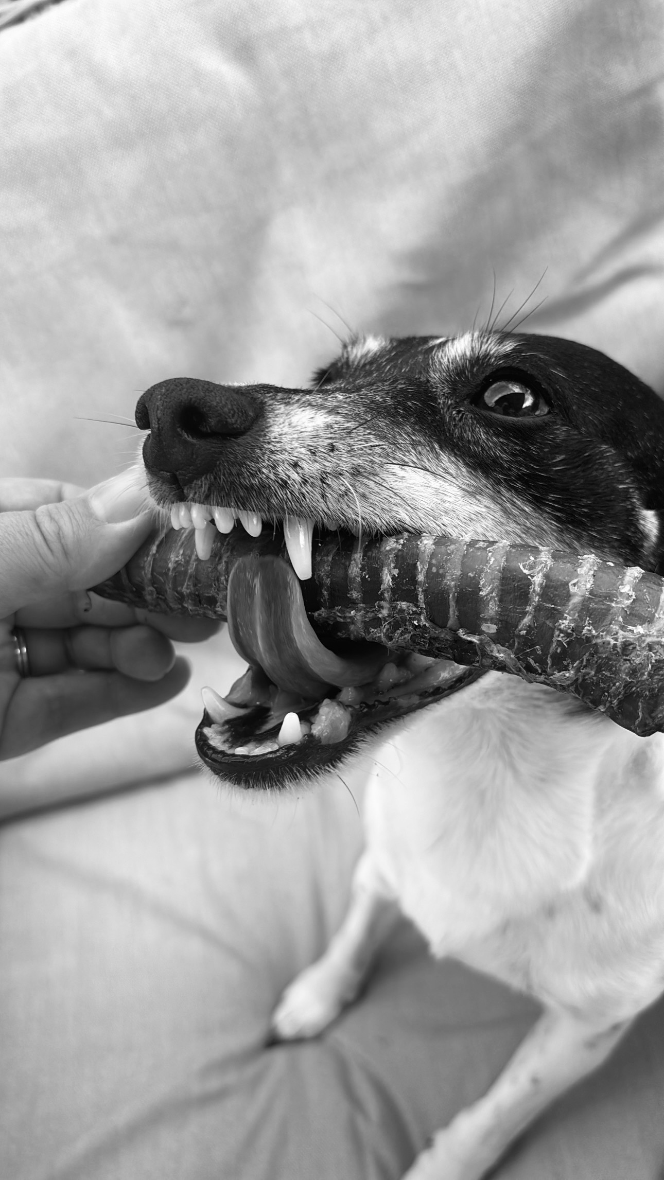 Venison Trachea